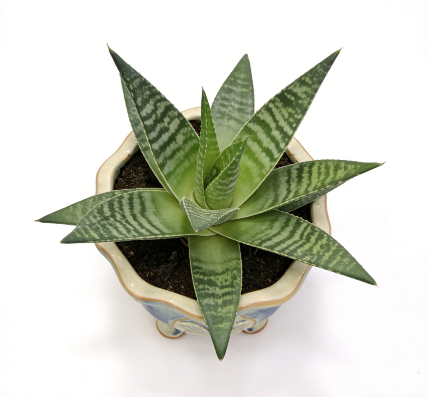 🌿Baroque Revival Footed Ceramic Planter – Hand-Carved Floral Medallions, Reactive Blue-Ivory Glaze, One-of-a-Kind Ornate Vessel for Aloe & Succulent Displays