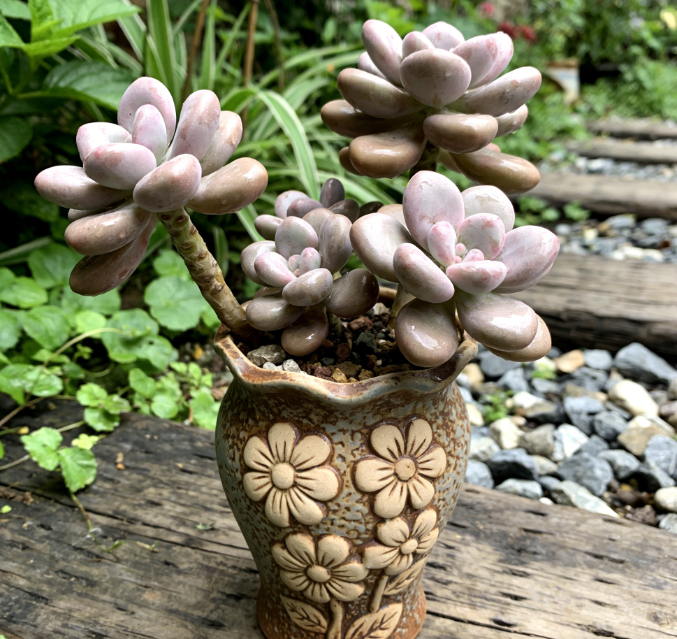 🌸 Vintage Floral Embossed Ceramic Succulent Bonsai Pot – Hand-Carved 3D Flower Relief, Weathered Blue-Brown Glaze, One-of-a-Kind Tall Tapered Planter for Graptopetalum Amethystinum & Woody Succulents