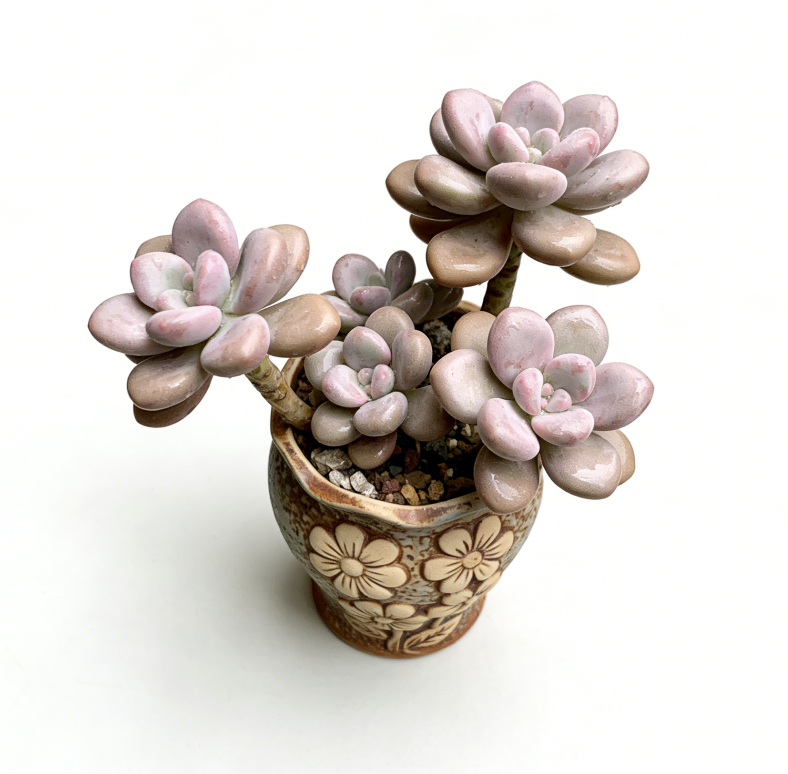 🌸 Vintage Floral Embossed Ceramic Succulent Bonsai Pot – Hand-Carved 3D Flower Relief, Weathered Blue-Brown Glaze, One-of-a-Kind Tall Tapered Planter for Graptopetalum Amethystinum & Woody Succulents