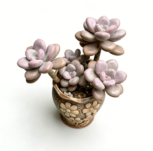 🌸 Vintage Floral Embossed Ceramic Succulent Bonsai Pot – Hand-Carved 3D Flower Relief, Weathered Blue-Brown Glaze, One-of-a-Kind Tall Tapered Planter for Graptopetalum Amethystinum & Woody Succulents