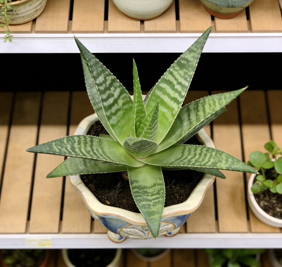 🌿Baroque Revival Footed Ceramic Planter – Hand-Carved Floral Medallions, Reactive Blue-Ivory Glaze, One-of-a-Kind Ornate Vessel for Aloe & Succulent Displays